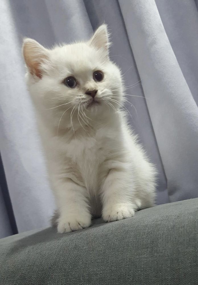 British shorthair white