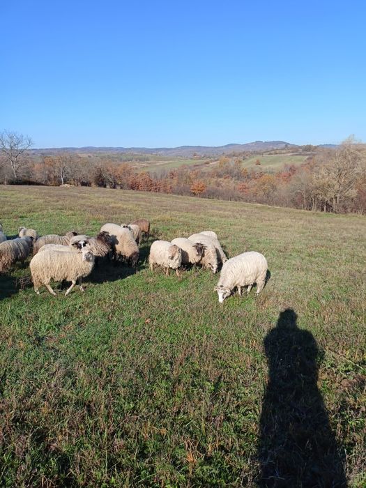 Vând Oi Țurcane.