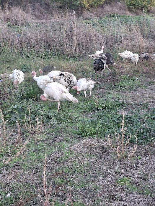Домашни пуйки и пуяци