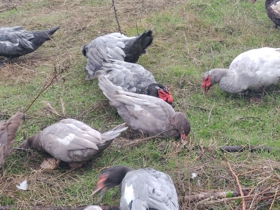 Неми патици малки и големи