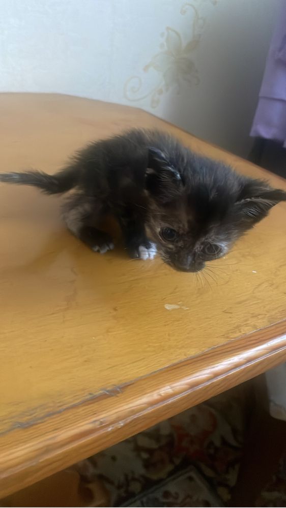 Котята 5 шт бесплатно