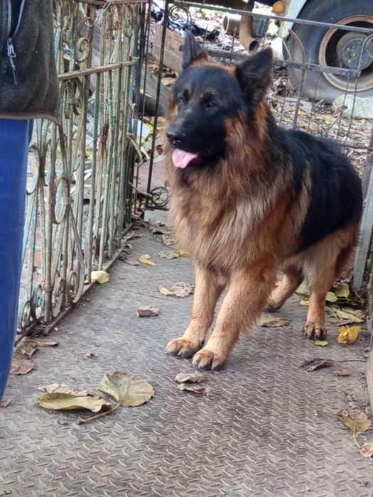 Продавам Немски овчарки