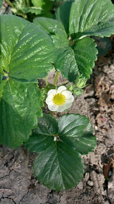 Клубника многоразовая