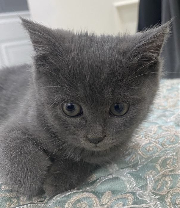 Котята в хорошие руки безплатно берегите их малышей милашек котята дво