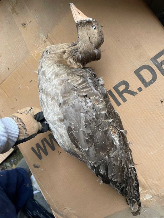 Rata, gasca  decoratiune vintage impaiata se vinde la saci