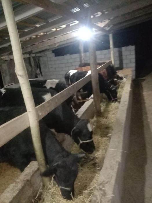 10 бас кунажын бордахы