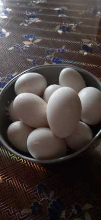 Гусиные инкубационные яйца
