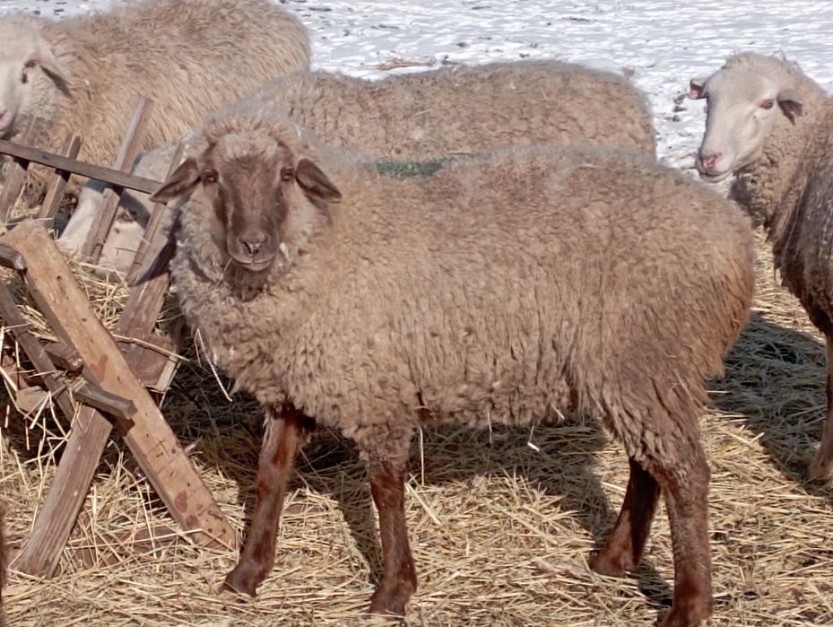 Ісек қойлар сатылады. Прадам овцы валох.