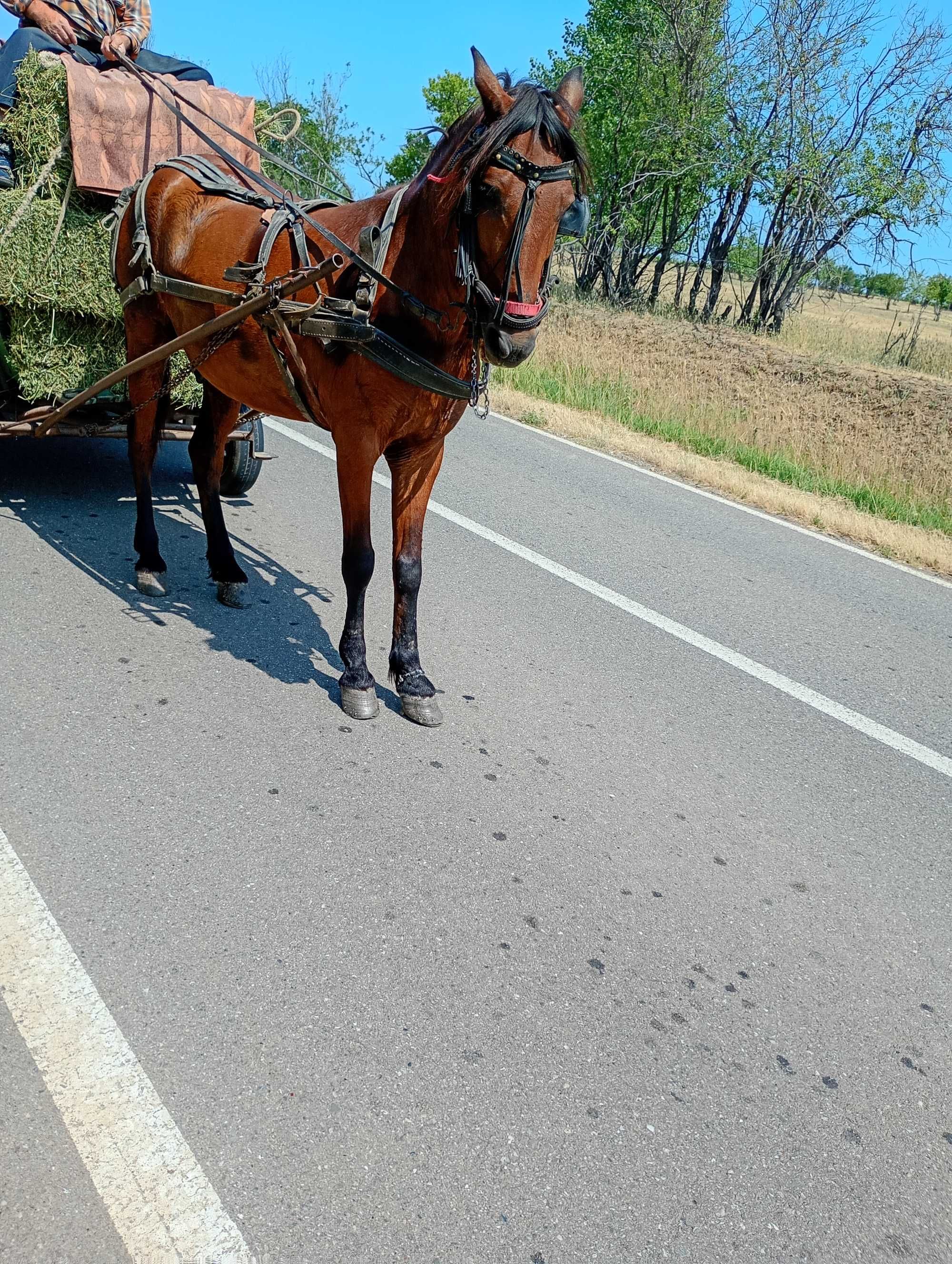Vând  cal bun mai multe detalii