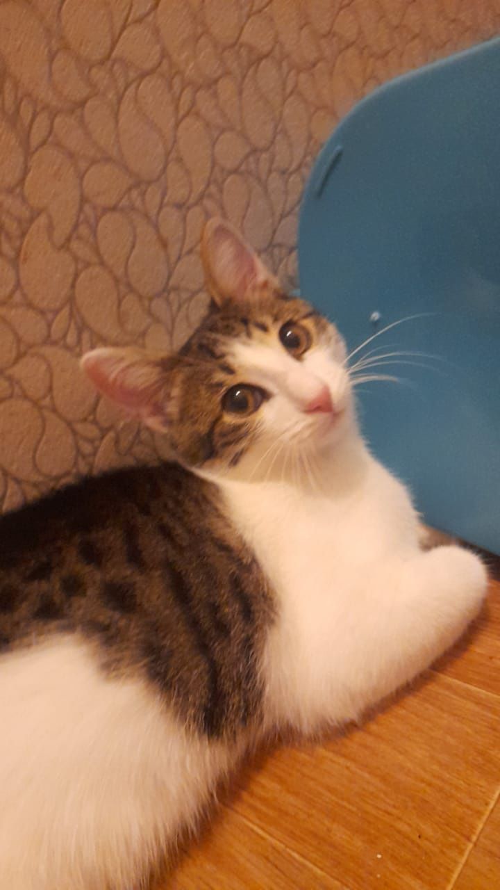 Отдам добрый руки кошка