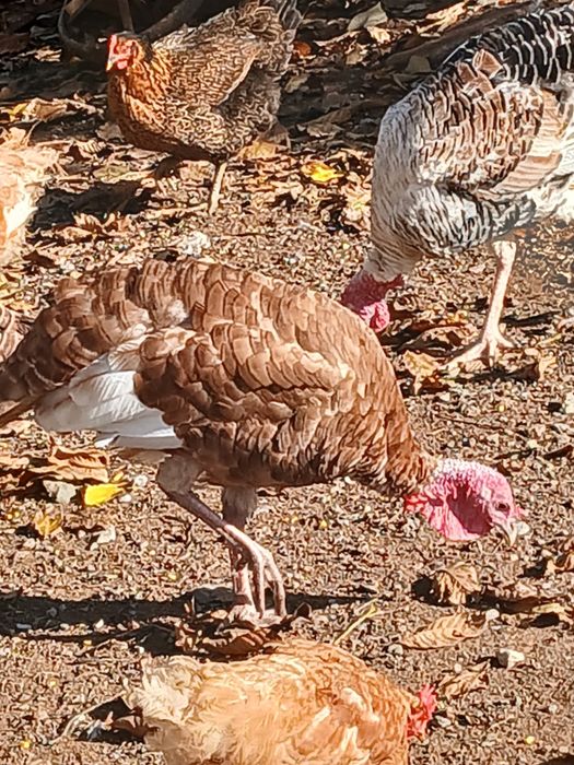 Млади домашни пуйки