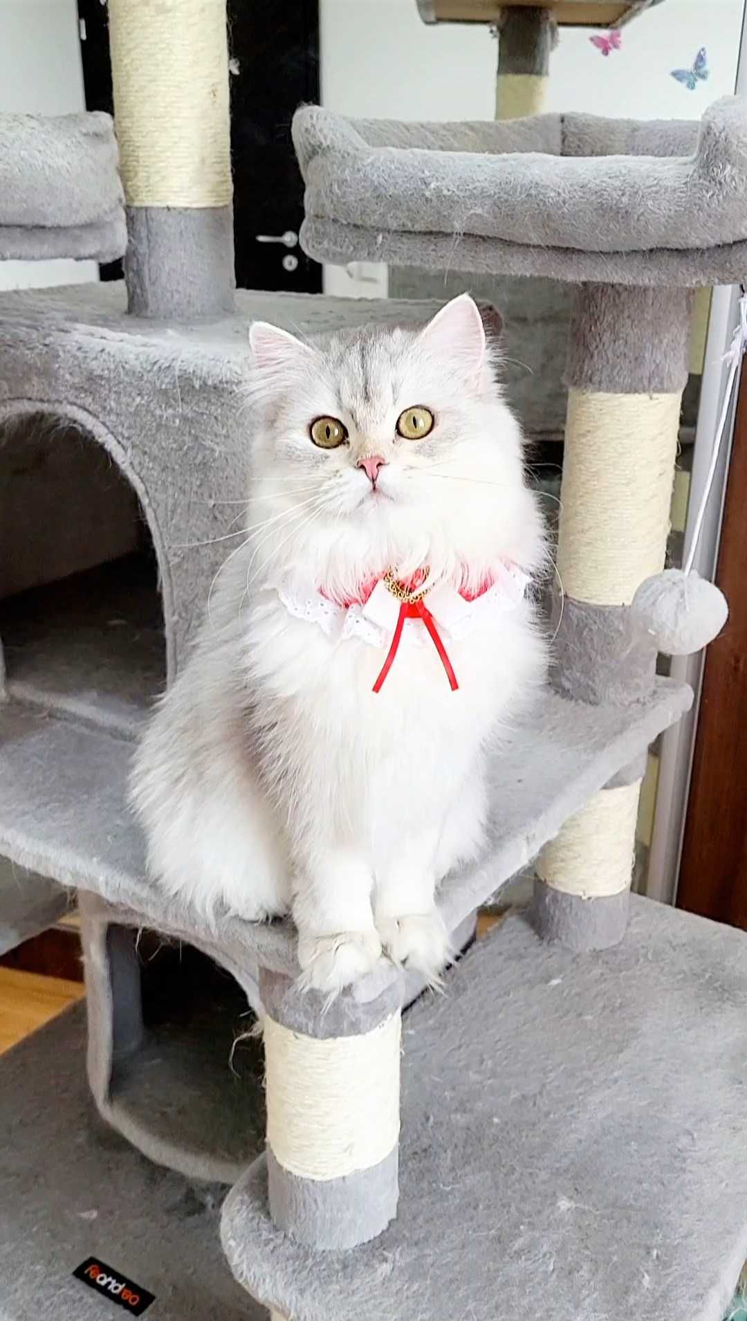 British longhair cu pedigree fetita