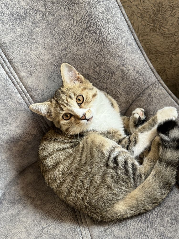 Котята срочно в добрые руки