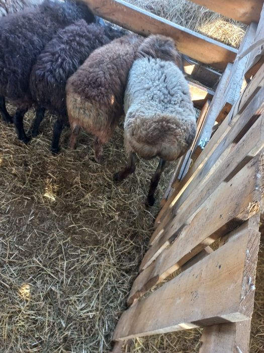 Қошқарлар сатамын