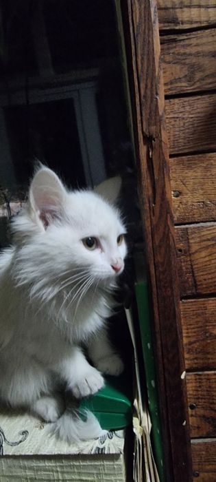 Красивый домашний белоснежный котенок девочка