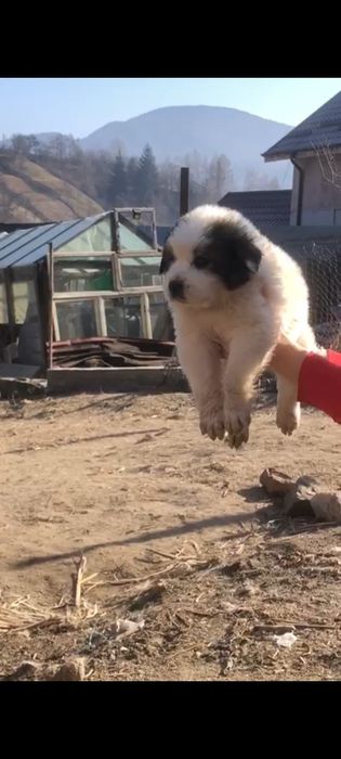 Mascul de Ciobanesc de Bucovina cu pedigree