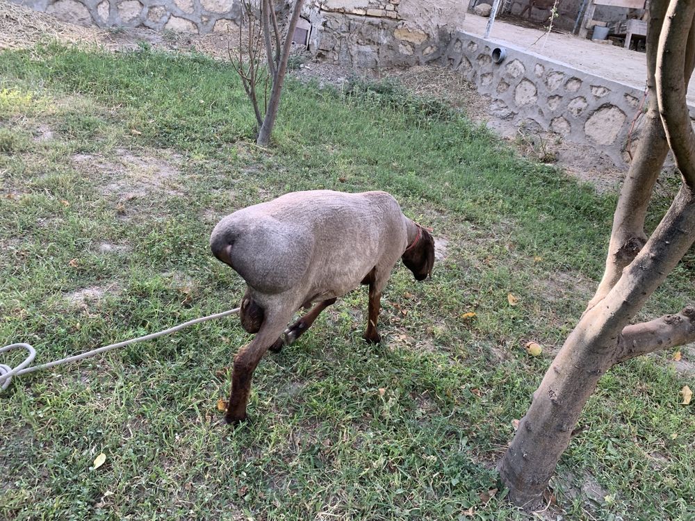 Qochqor sotiladi barra yeb ichishi zur