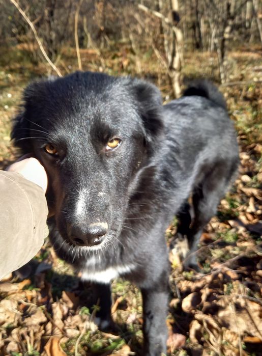 Adoptie catel sase luni