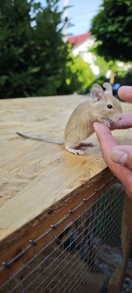 Vând veverițe degu pui