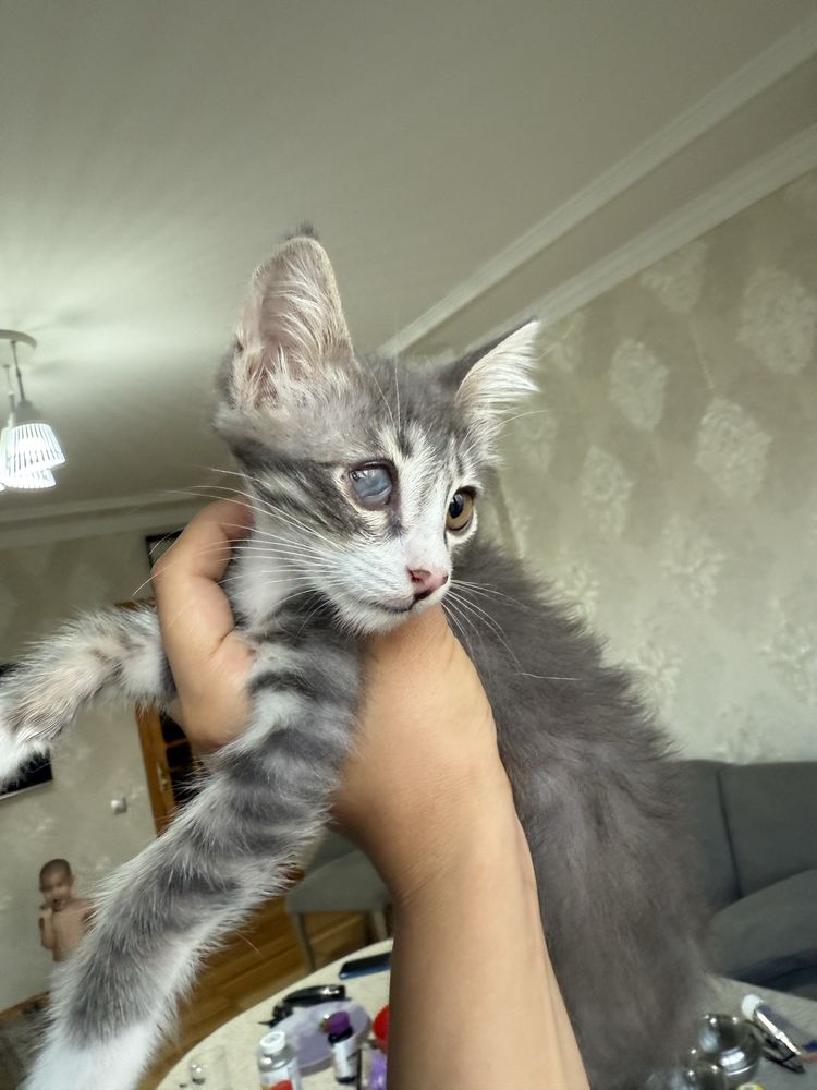 Отдам в добрые руки котята