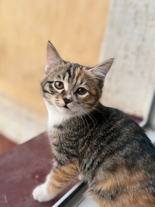 Отдам котёнка в добрые руки!