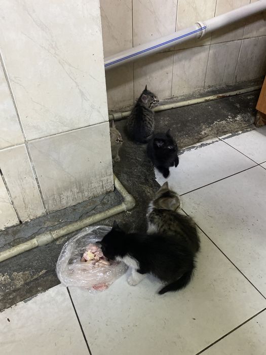 Катято, мысык балалары бар,