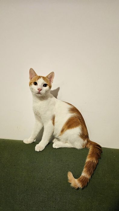 Adoptie pui pisica
