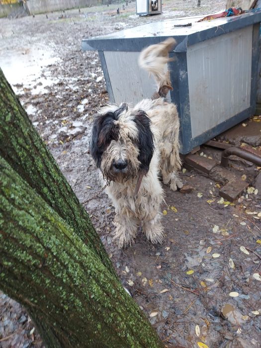 Ciobanesti mioritici,