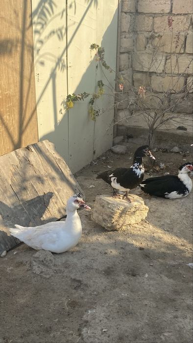 Индоуткалар сатылады