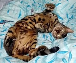 Вязка чистокровного бенгала