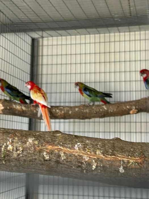 Papagali rosella