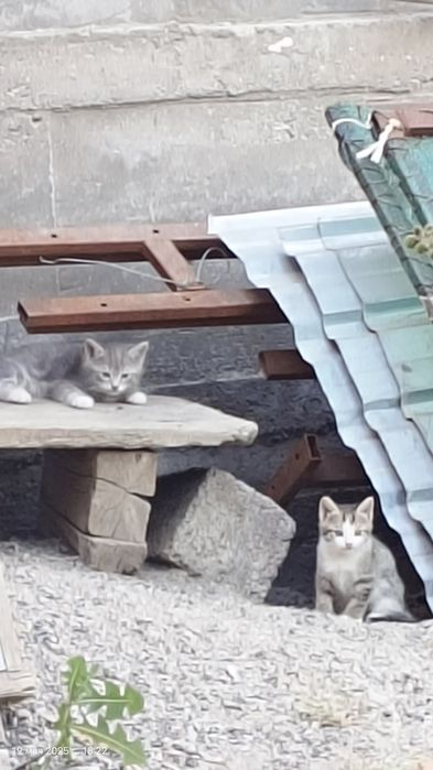 Бесплатно, текин, отдам котят в Ташкенте