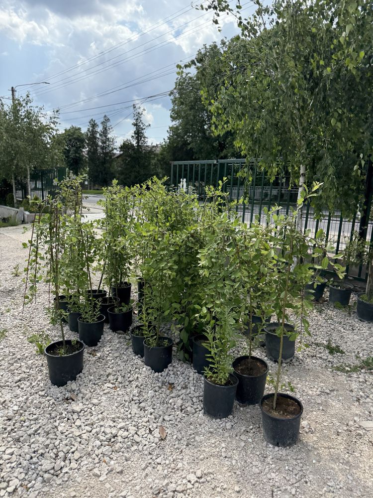 Vand plante ornamentale calitate extra