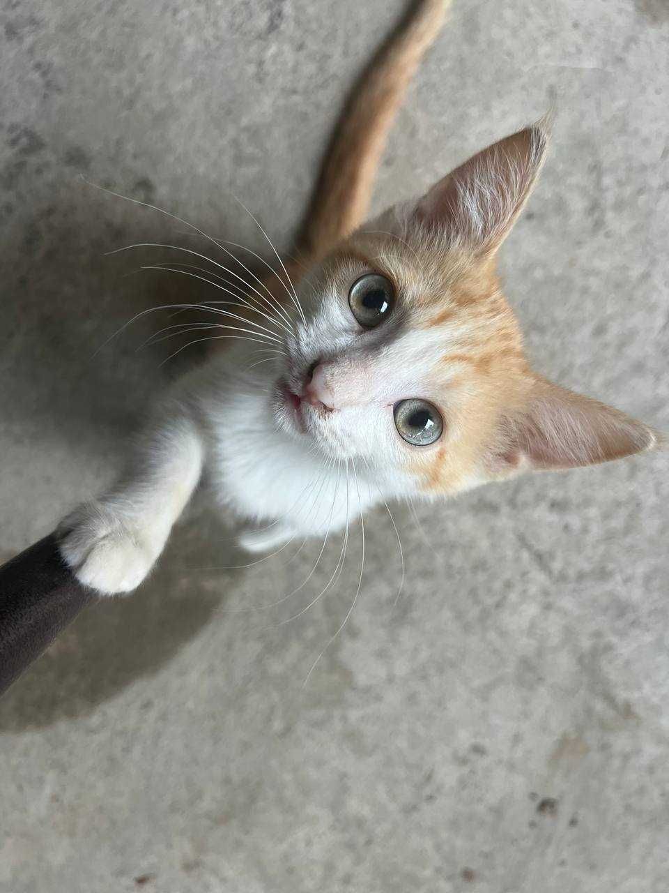 Продается котёнок