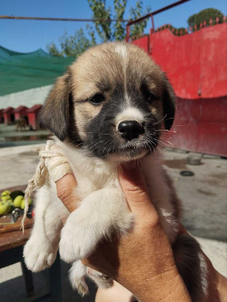 Отдам щенят бесплатно