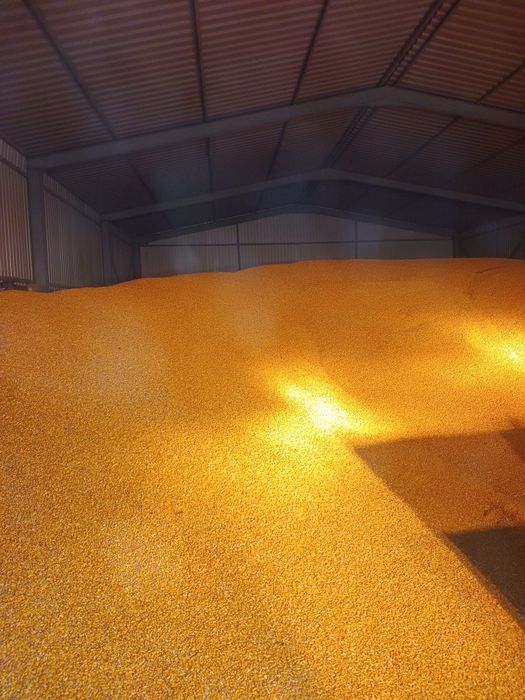 Vând Porumb boabe recolta 2025