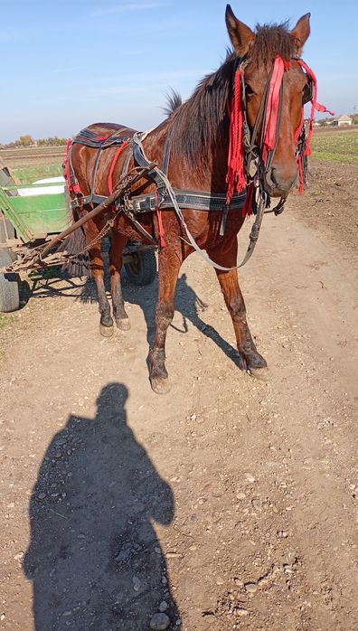 De vânzare  cal de 3 ani  cuminte merge la căruță