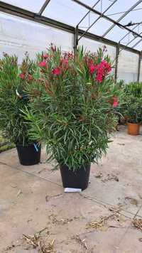 Leandru ( Nerium Oleander )