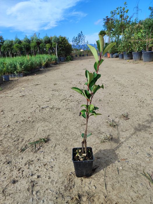 Plante gard viu si bonsai. Leylandii Photinia Prunus laurocerasus
