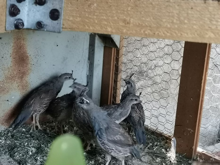 Prepelițe californiene