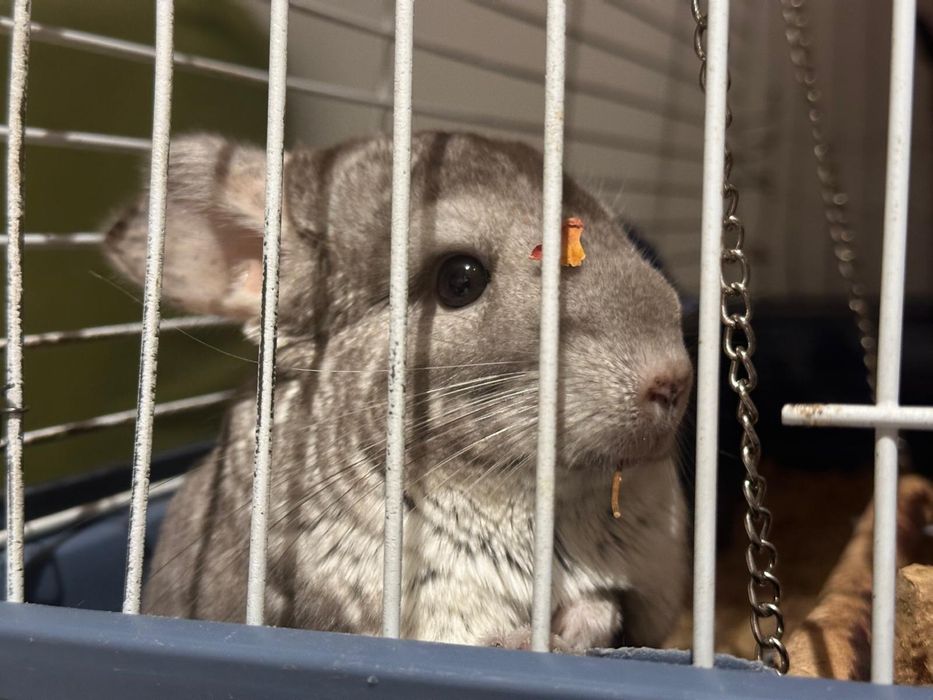 Vand chinchilla bej