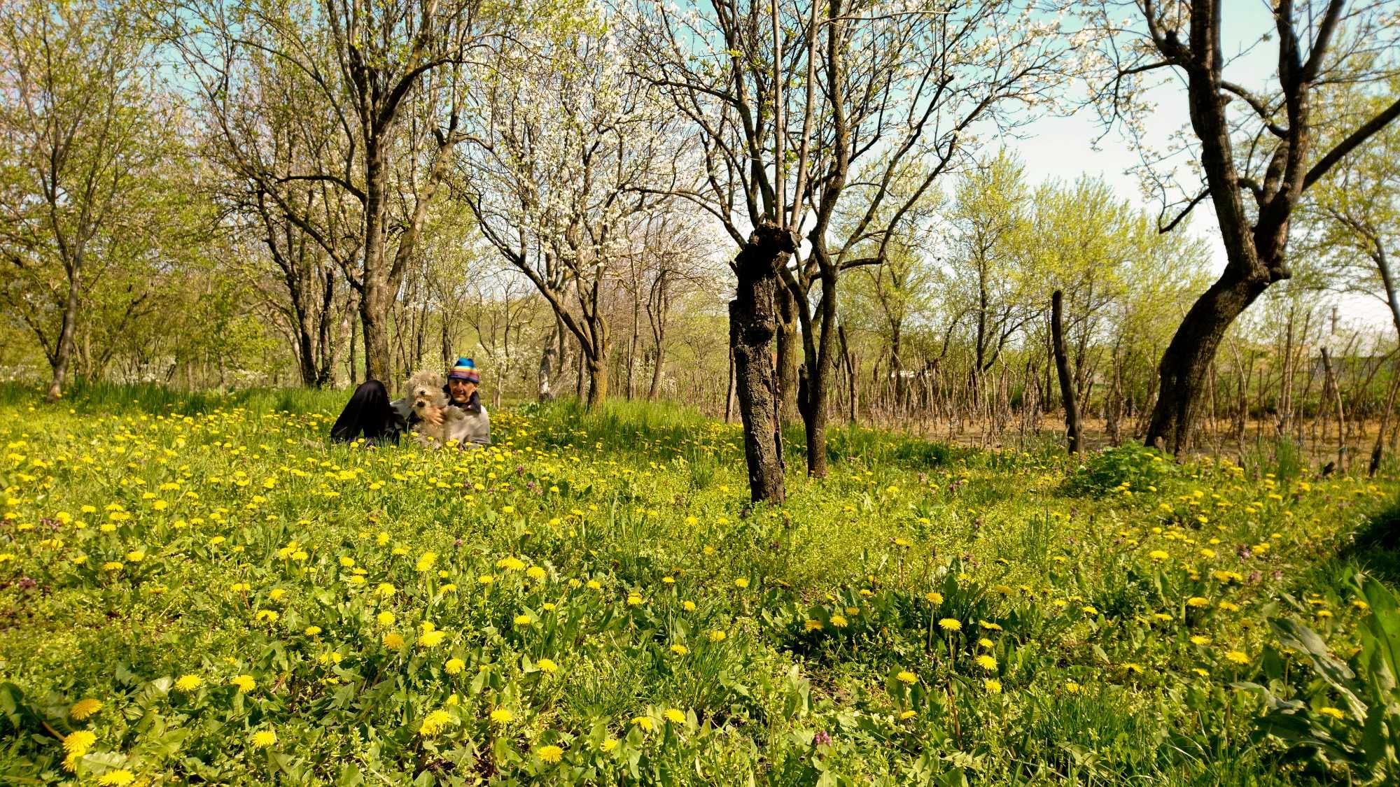 Tinctura de Papadie - 100% naturala