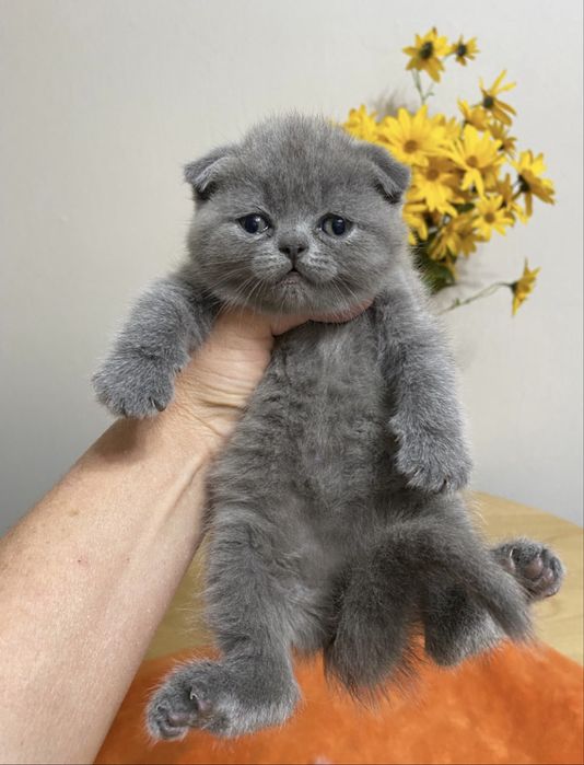 Scottish fold blue