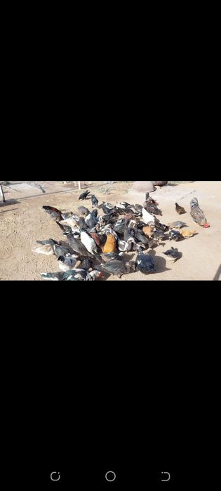 Индушкалар сотилади