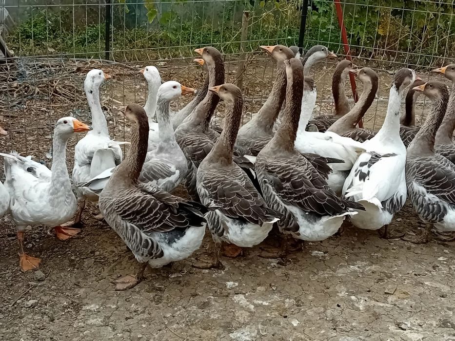 Gâște de Vânzare