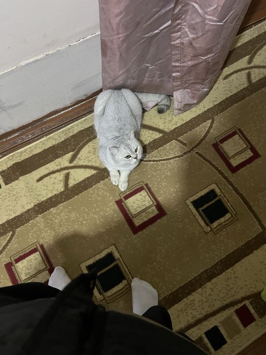 Vyaska xizmati toza qon