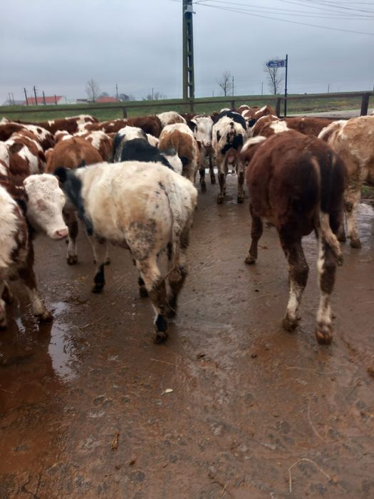 De vanzare vitei 30 masculi ai 7 femele