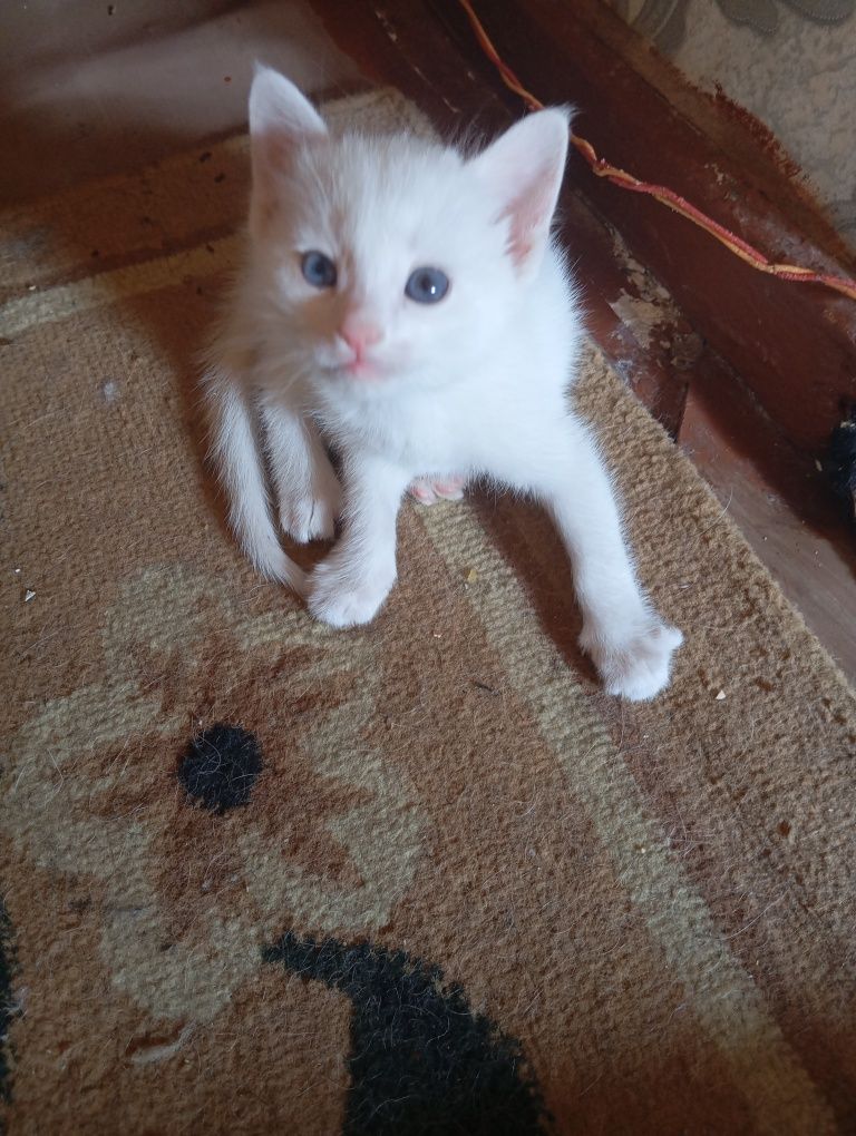 Продаются котята