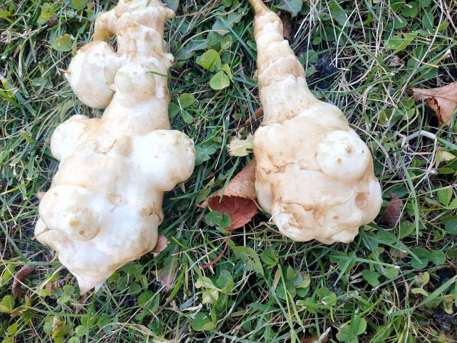 Făină de Topinambur deshidratat – bogată în Inulină, 100% Natural