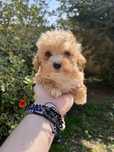 Pui Maltipoo